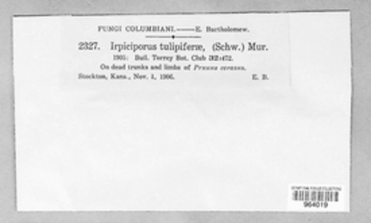 Irpex lacteus image